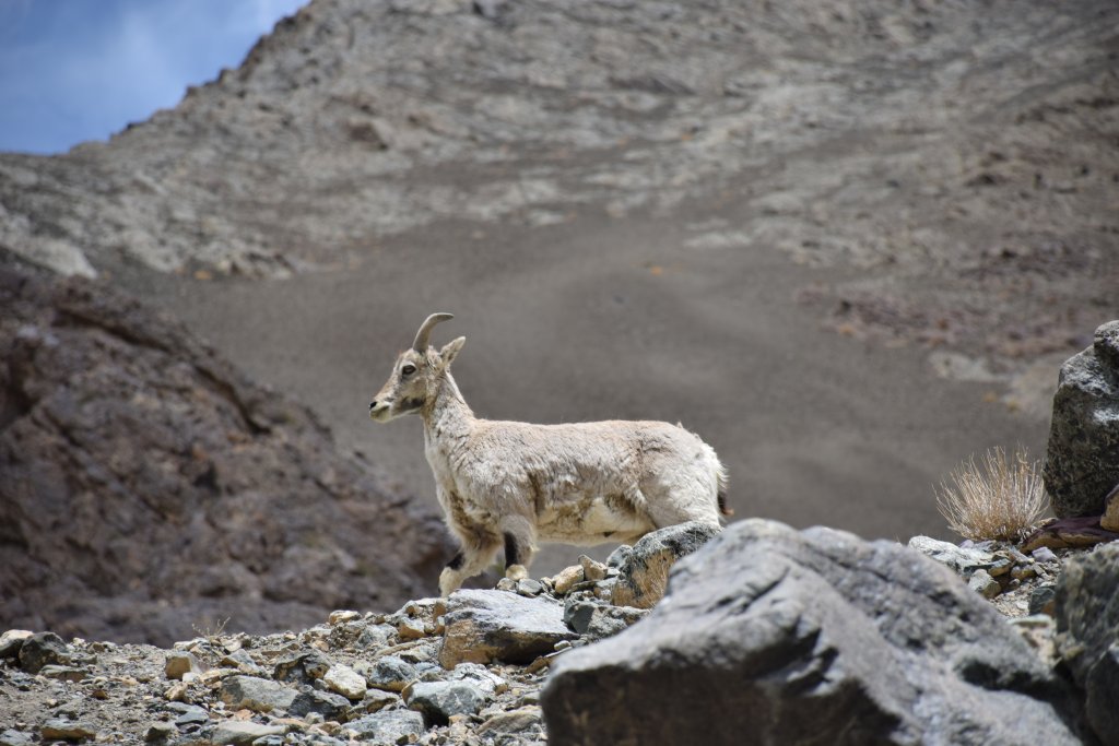 Blue sheep or bharal (napo)