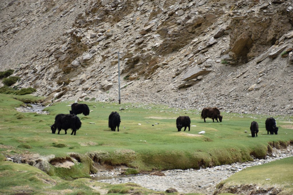 Cattle grazing on field on way to Tso Moriri