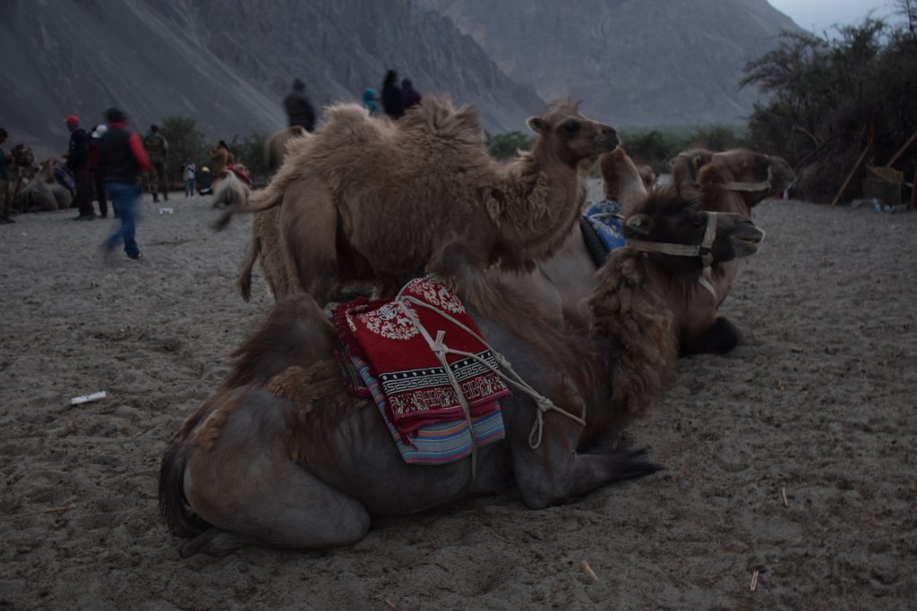 Bactrian two humped camels at Hunder Sand Dunes