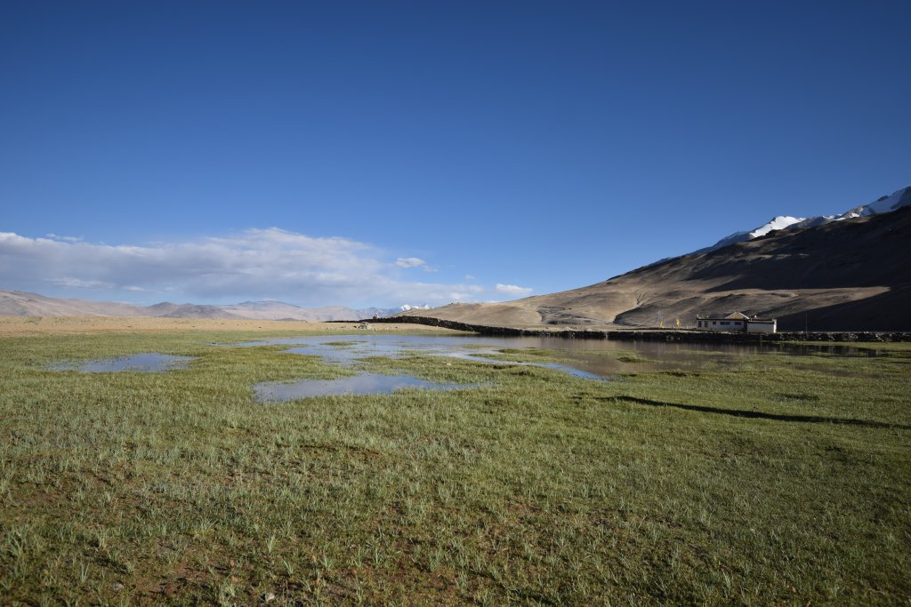 Grassland in Tso Mrori