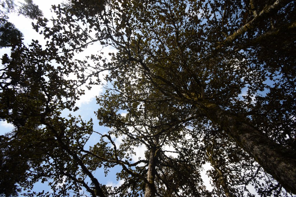 A view of trees at Auli