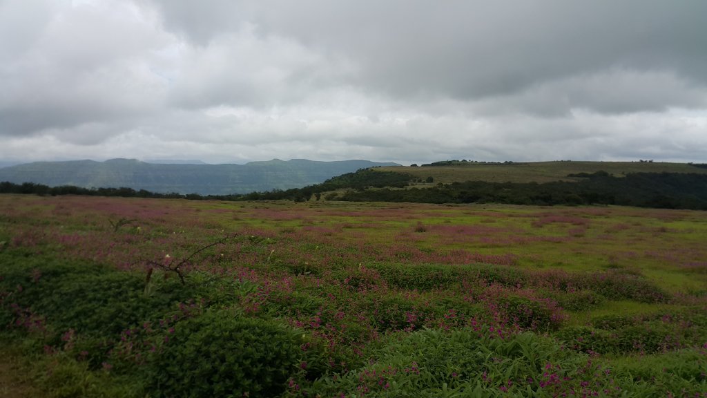 Valley of flowers,Kaas Plateau