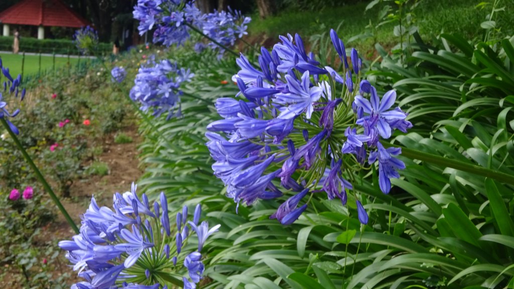 Flowers from Botanical Garden