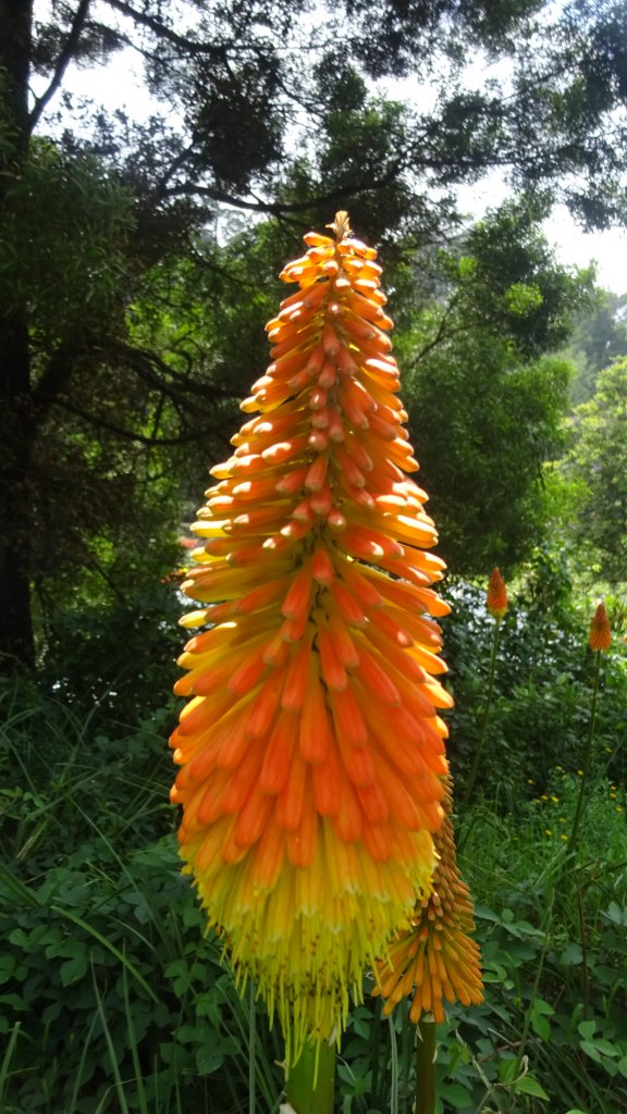 Beautiful flower shot in a botanical garden,kodaikanal