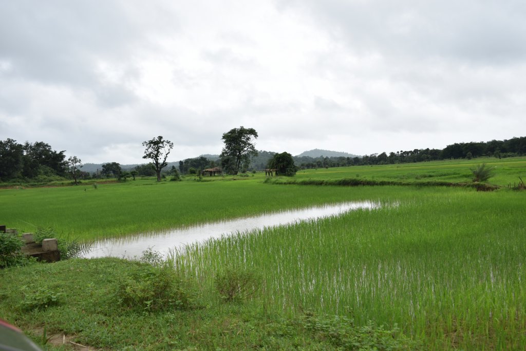 Paddy fields are treat to watch in rains in Jagdalpur