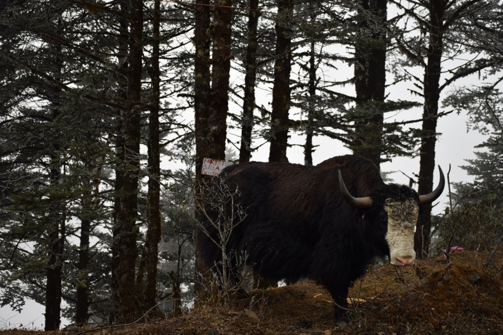 Yak in Dirang