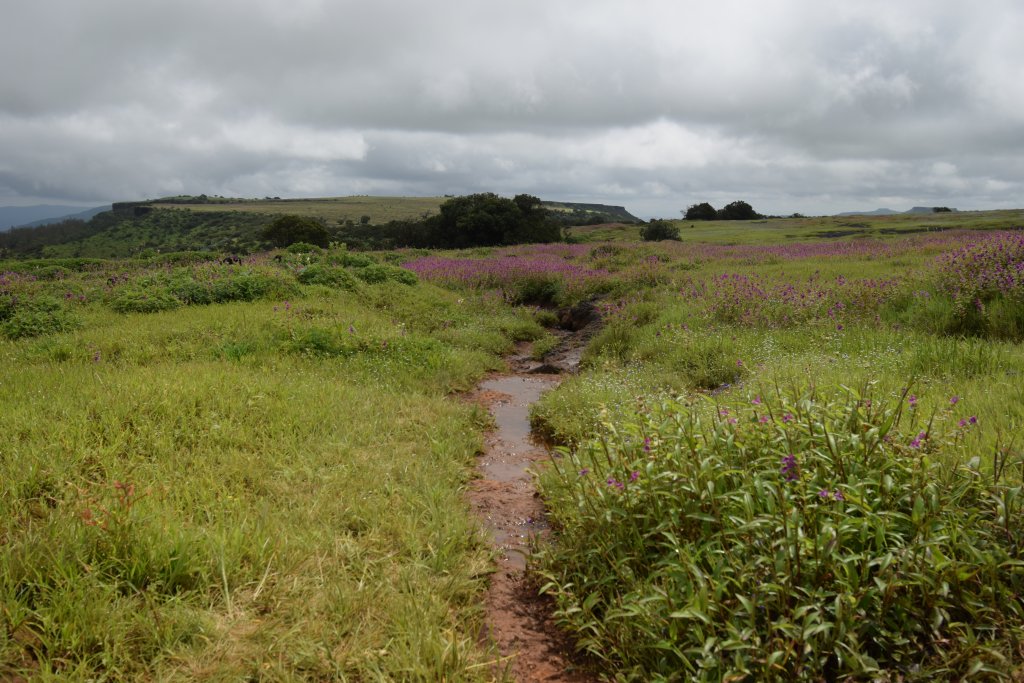 Kaas Plateau-Romance in monsoons